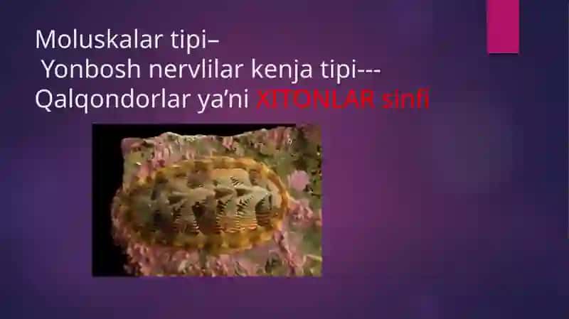 Biologiya ta'limiyunalishi 3