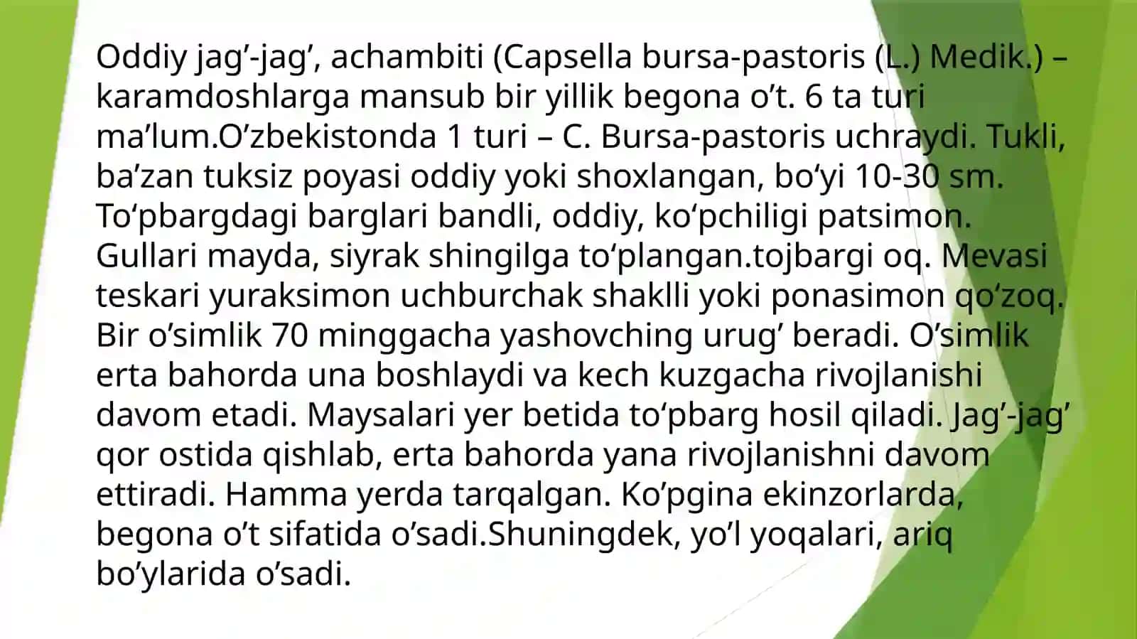 Karamdoshlar va Torondoshlar oilasi dorivorlik xususiyatlari 3