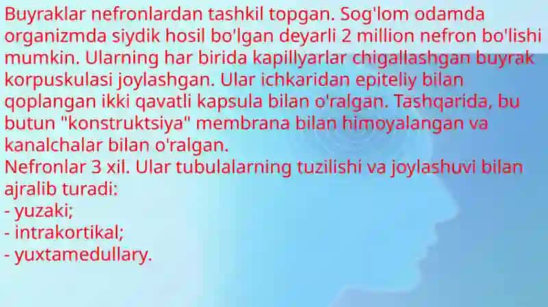 Bolalar buyraklari anatomik xususiyatlari 3
