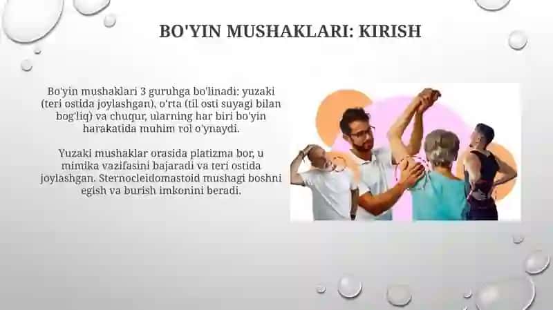 Bo'yin mushaklari 3