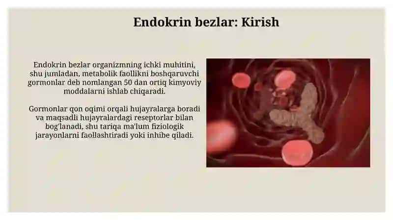 ICHKI SEKRETSIYA BEZLARI AYRISH AZOLARI TIZIMI SIYDIK TANOSILI 3