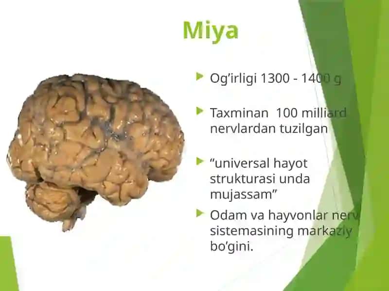 Bakirova Ruxshona anatomiyadan mustaqil ta'limi 3