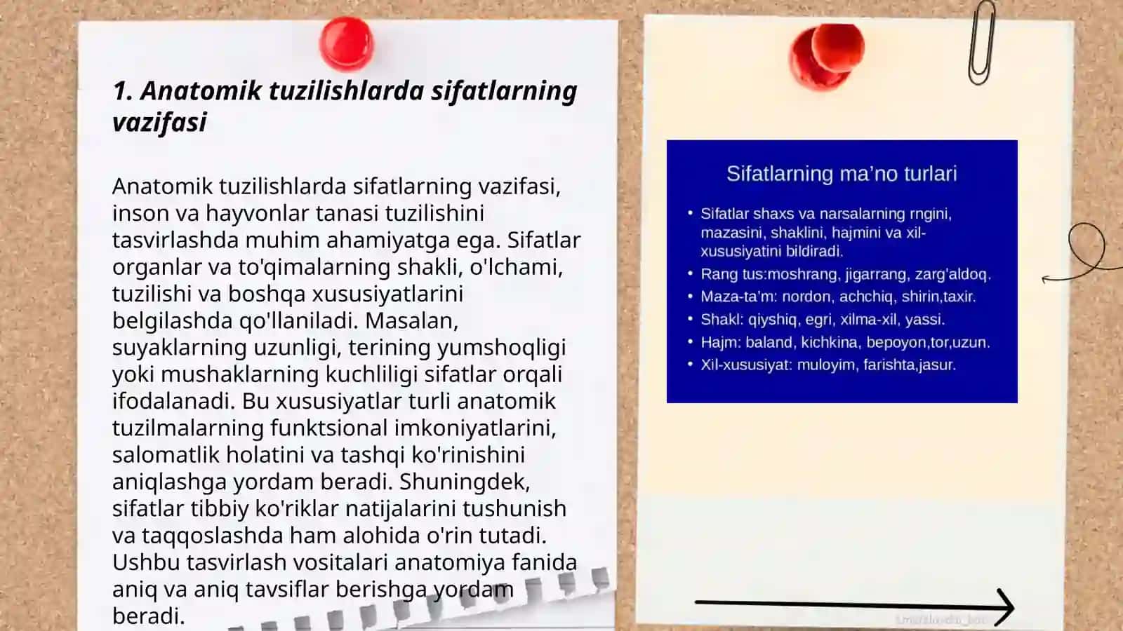 Anatomik terminlarda sifatlarning o'rni 3