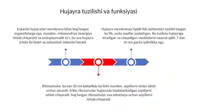 Hujayrada moddalar energiya va maʼlumotlar oqimi 3