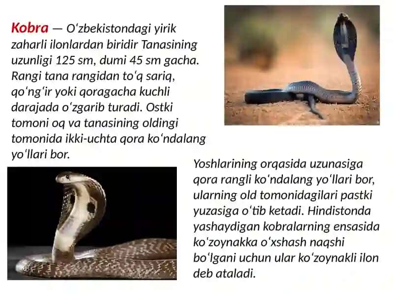 O’zbekistonning zaharli ilonlari, ularning tarqalishi va ahamiyati. 3
