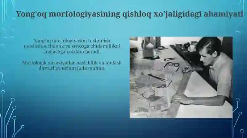 Yong'oq morfologiyasi rivojlanishi 3
