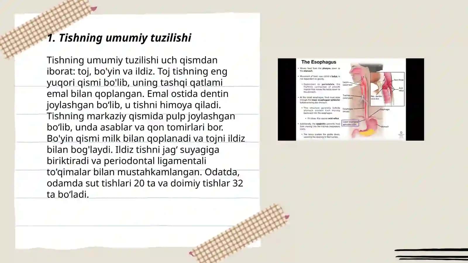 Tish-jag' tizimining anatomik va fiziologik xususiyatlari 3