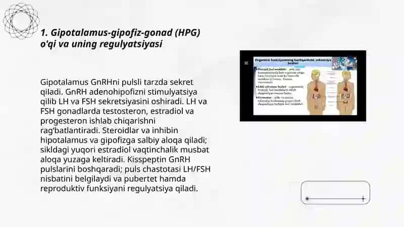 Jinsiy gormonlar fiziologiyasi 3