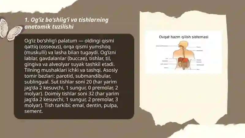 Ovqat hazm qilish aʼzolari tuzilishi 3