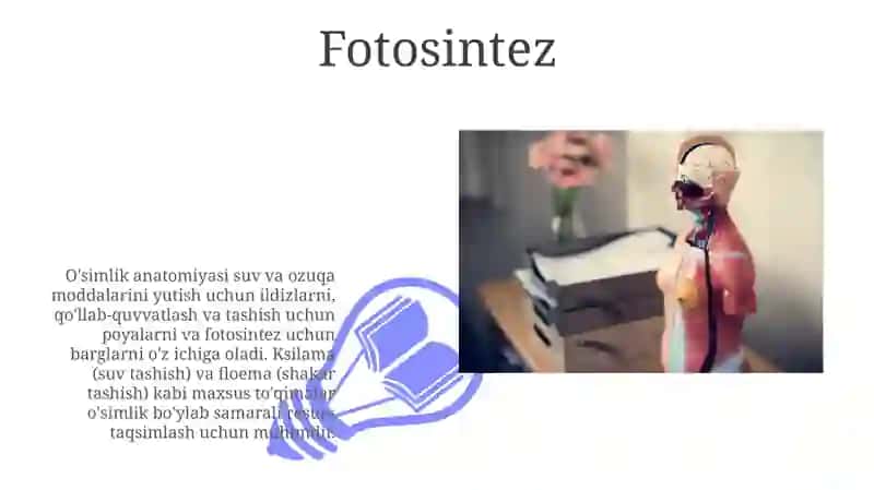 Oʻsimliklar anatomiyasi va fizialogiyasi 3