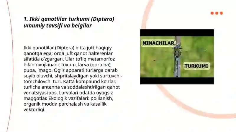 Ikki qanotlilar turkumi vakillari va ahamiyati 3