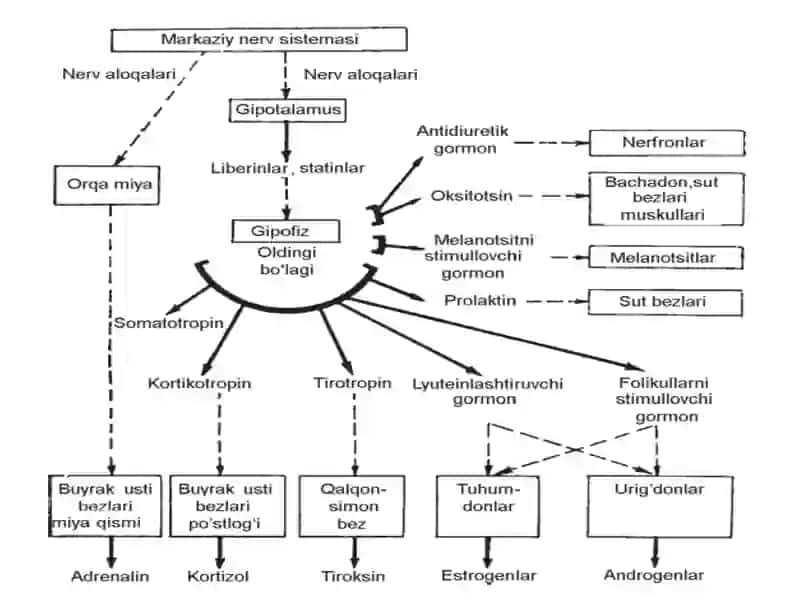 Metabolizmni gormonal boshqarilishi. Oqsil, yog va uglevodlar almashinuvining o’zaro bog’liqligi. 3