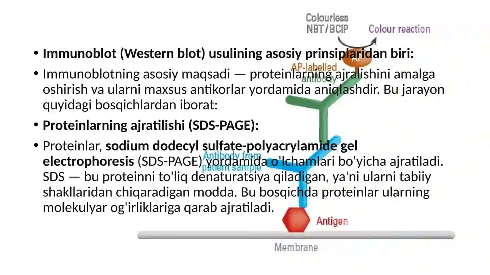 IFA,Immunitet,PZR,radioimmunereaksiyalarningyuqumlikasalliklartashhisidaqo’llanishi,qo’yishtehnikasi 3