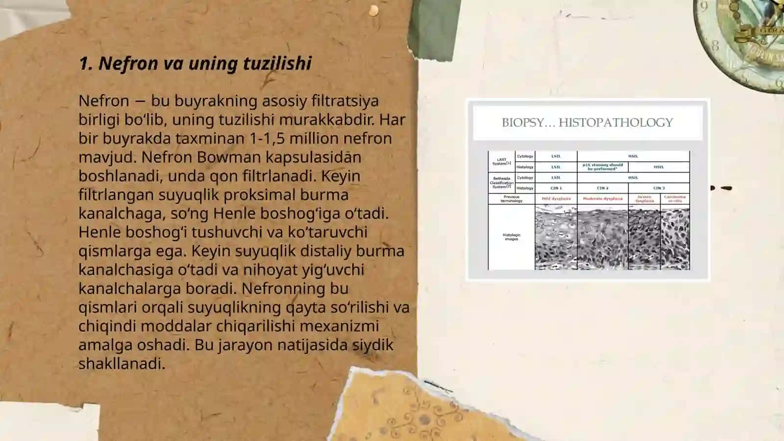 Gistologiya va Sitologiya fanidan: Siydik ajratish a'zolari tizimi 3