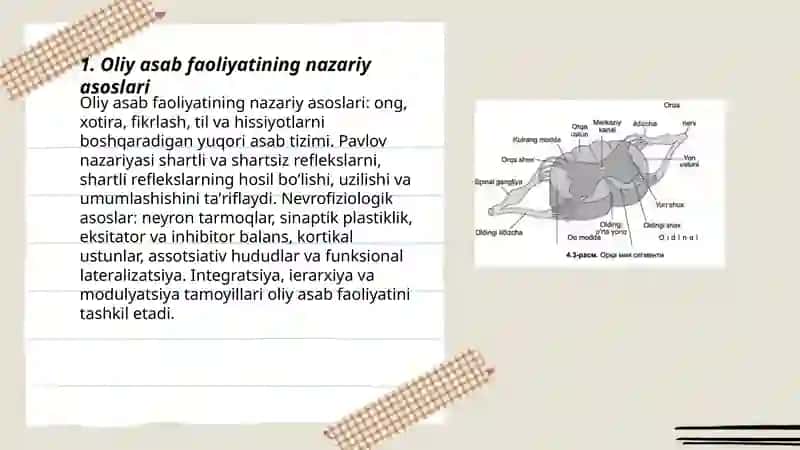 Oliy asab faoliyati. Miya yarim sharlari fiziologiyasi 3