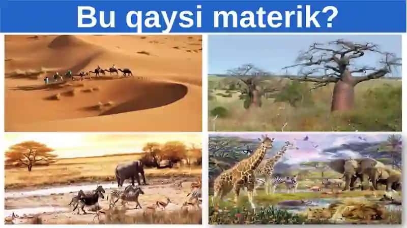 Afrikamaterigi 3