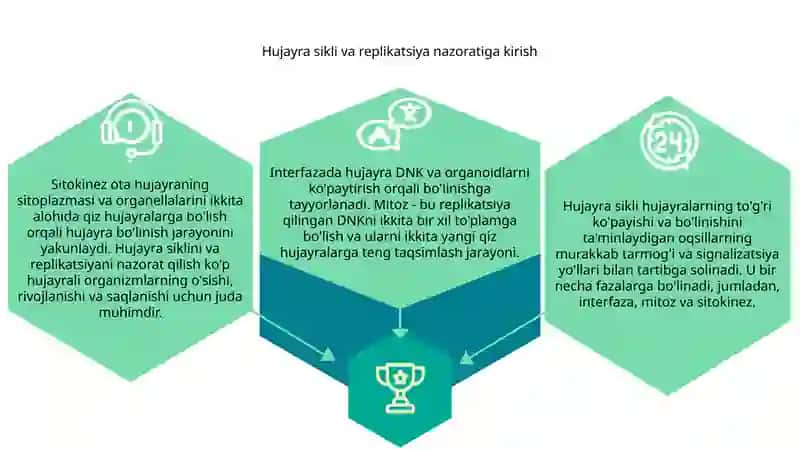 Hujayrasikliva hujayra replikatsiyasi boshqaruvi mexanizmlari 3