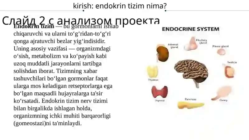 Endokrin bezlarining mikro tuzilishi 3