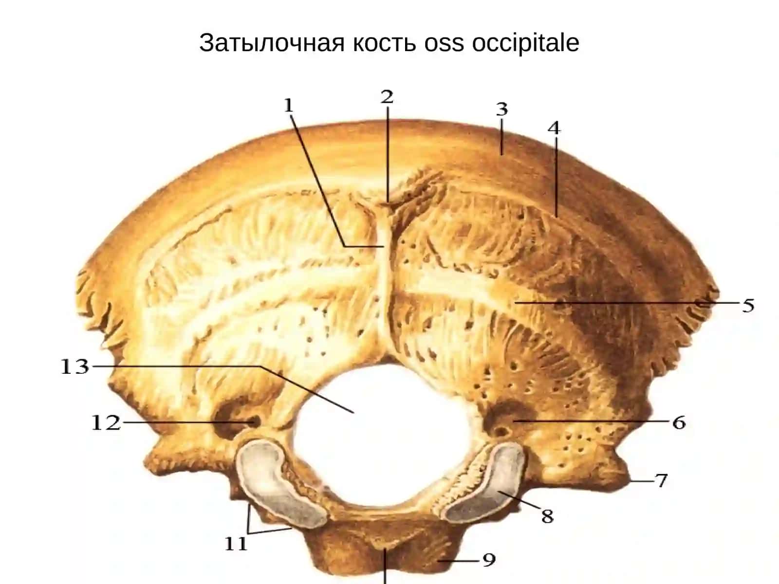 Лекция № 3. Тема: Скелет головы. Общий обзор. Некоторые данные о развитии черепа. Анатомия черепа и возрастные изменения у детей в разные возрастные периоды 3