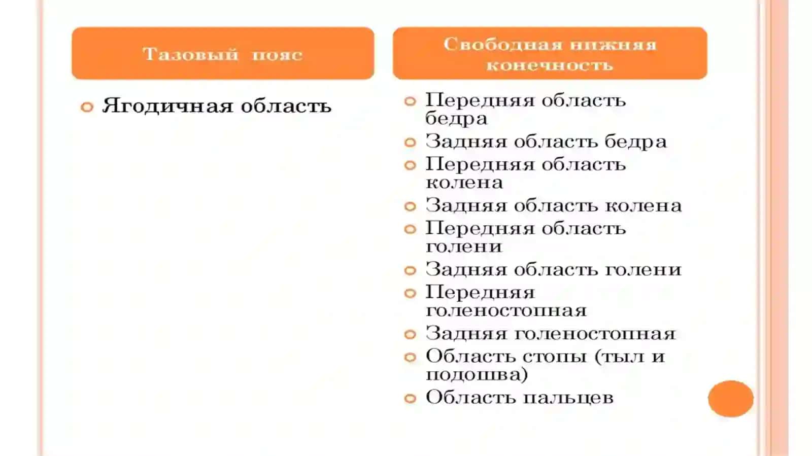 Клиническая анатомия нижней конечности 3