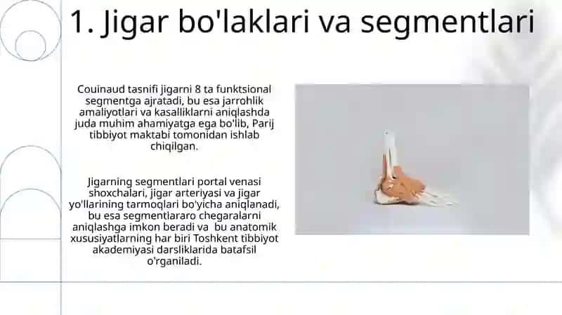 Jigar va oshqozon anatomiyasi 3
