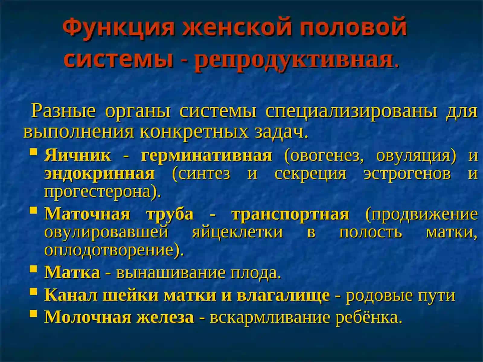 Женская половая система 3
