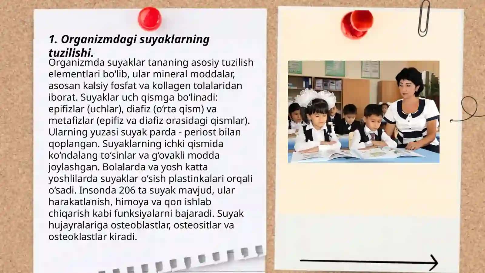 Organizmdagi suyaklarning tuzilishi, ularning yosh xususiyatlari va xillari. Bolalarda qaddi qomatning shakllanishi va kamchiliklari. Ovqat hazm qilish tizimining yosh xususiyatlari. Ovqat hazm qilish gigiyenasi 3