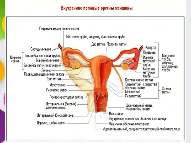 Тухумдон хавфсиз усмалари 3