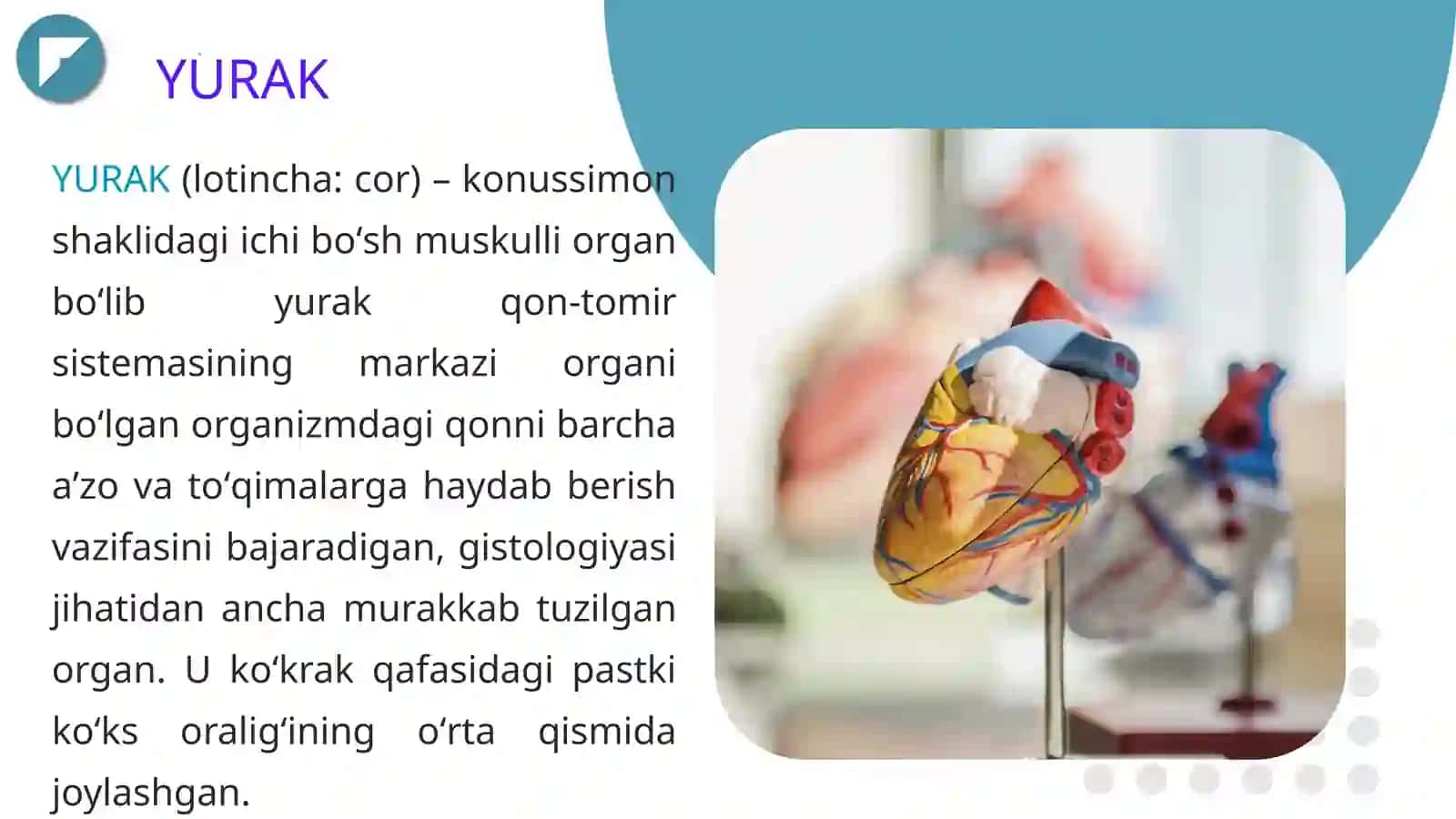YURAK QON TOMIR TIZIMI 3