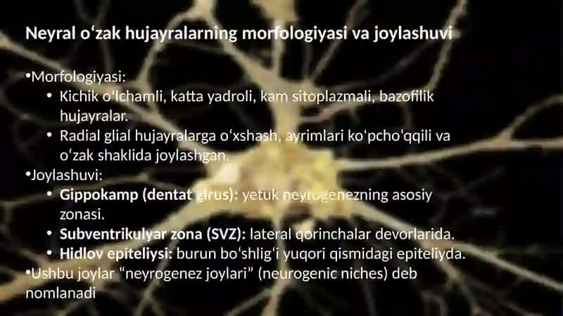 Neyralo’zakhujayralarhaqidatushuncha 3