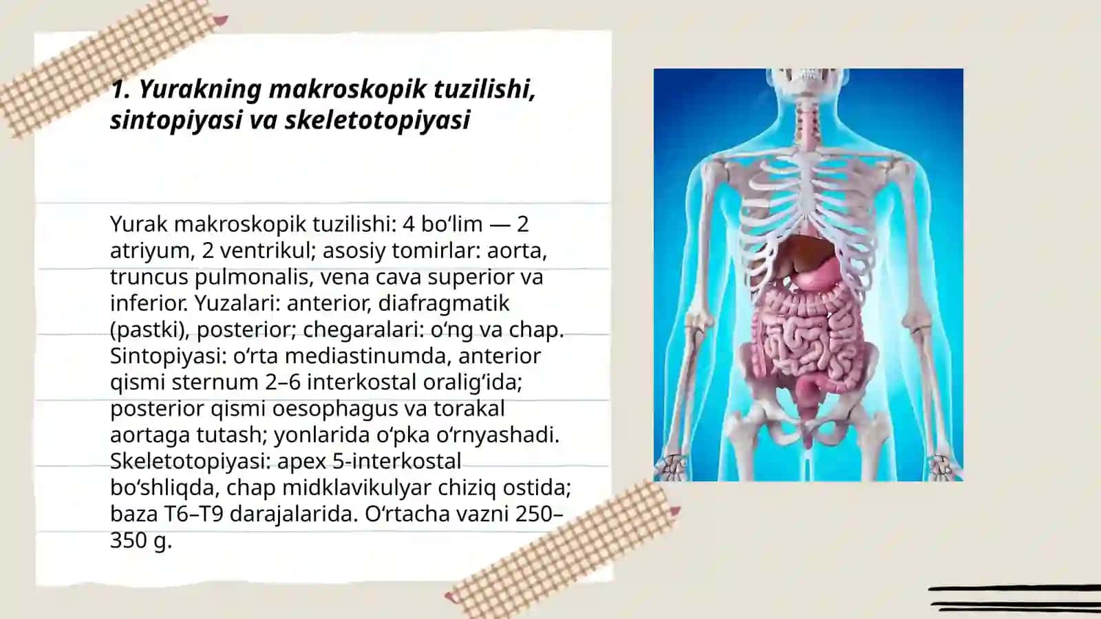 Odam ichki organlar tuzilishi va ularning sintopiyasi, skeletotopiyasi 3