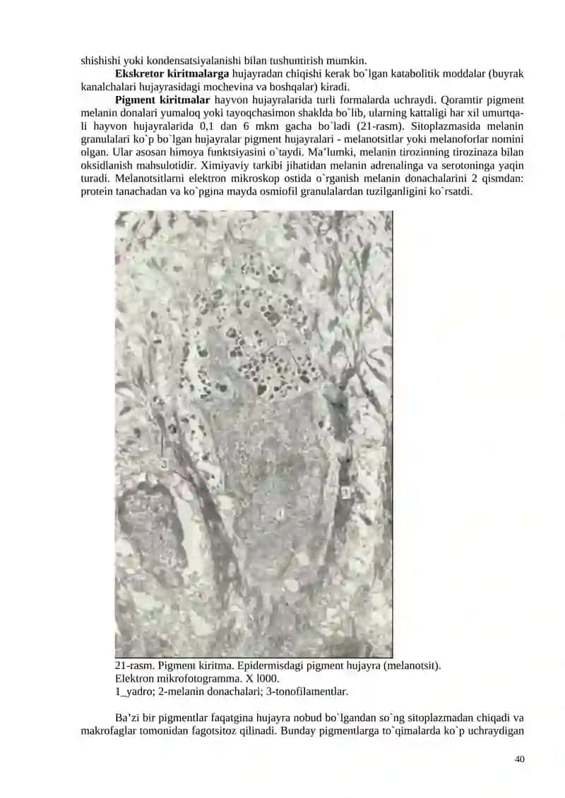 SITOPLAZMA KIRITMALARI ( INCLUSIONES CYTOPLASMATICAE) 3