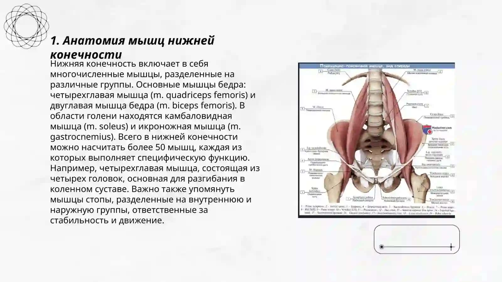 Мышцы нижней конечности 3