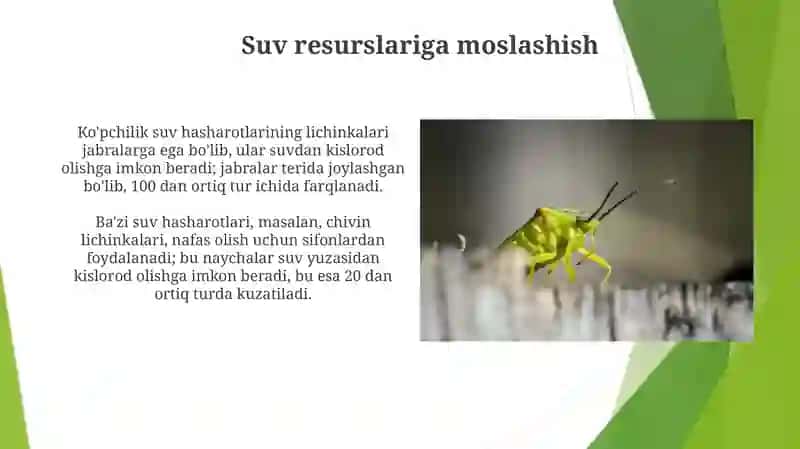 Hashorotlarni tashqi muhit sharoitlariga moslanishi 3