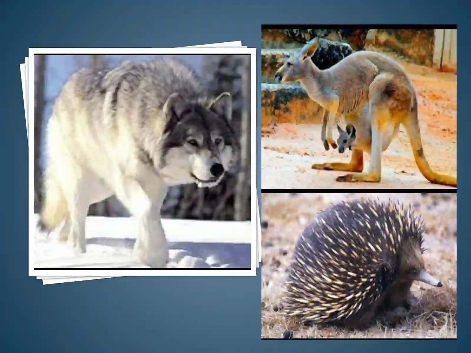 SUTEMIZUVCHILAR NING KO’PAYISHI, RIVOJLANISHIVAKELIB CHIQISHI 3
