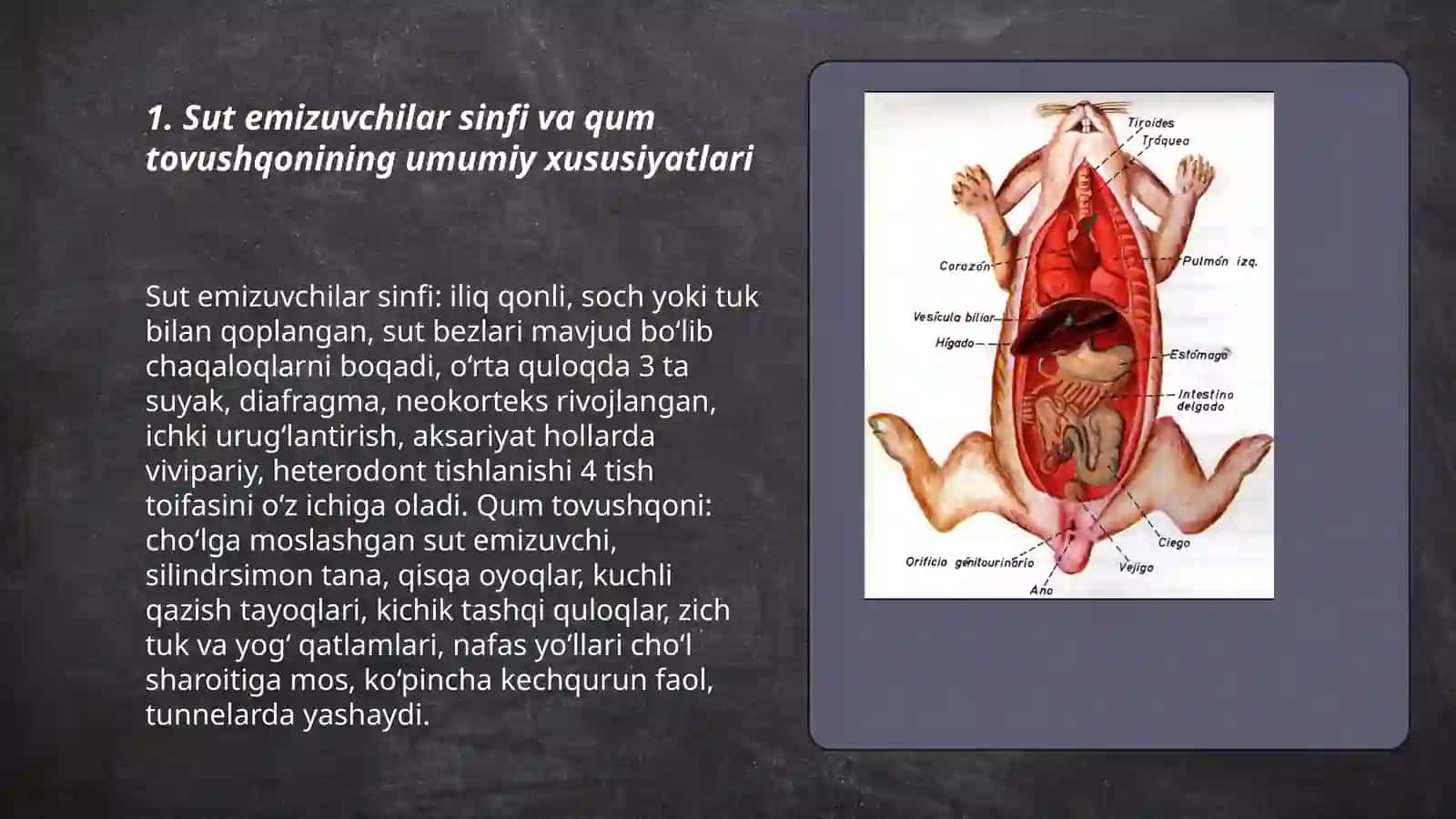 Sut emizuvchilar sinfi va qum tovushqonining umumiy xususiyatlari 3