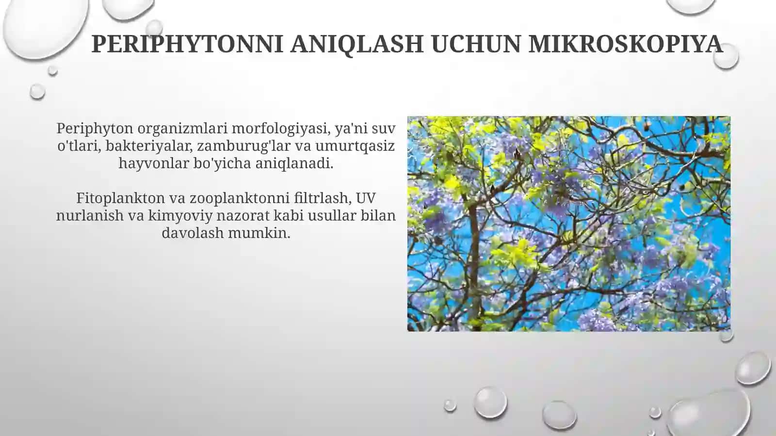 Periphyton Aniqlash Texnikalari 3