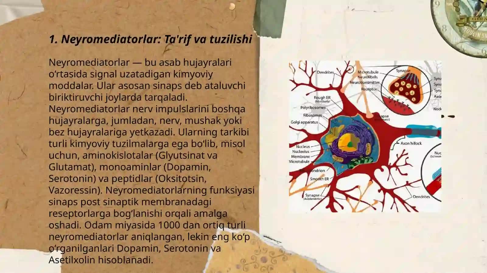 Neyromediatorlar biosintezi, ahamiyati va kasalliklari 3