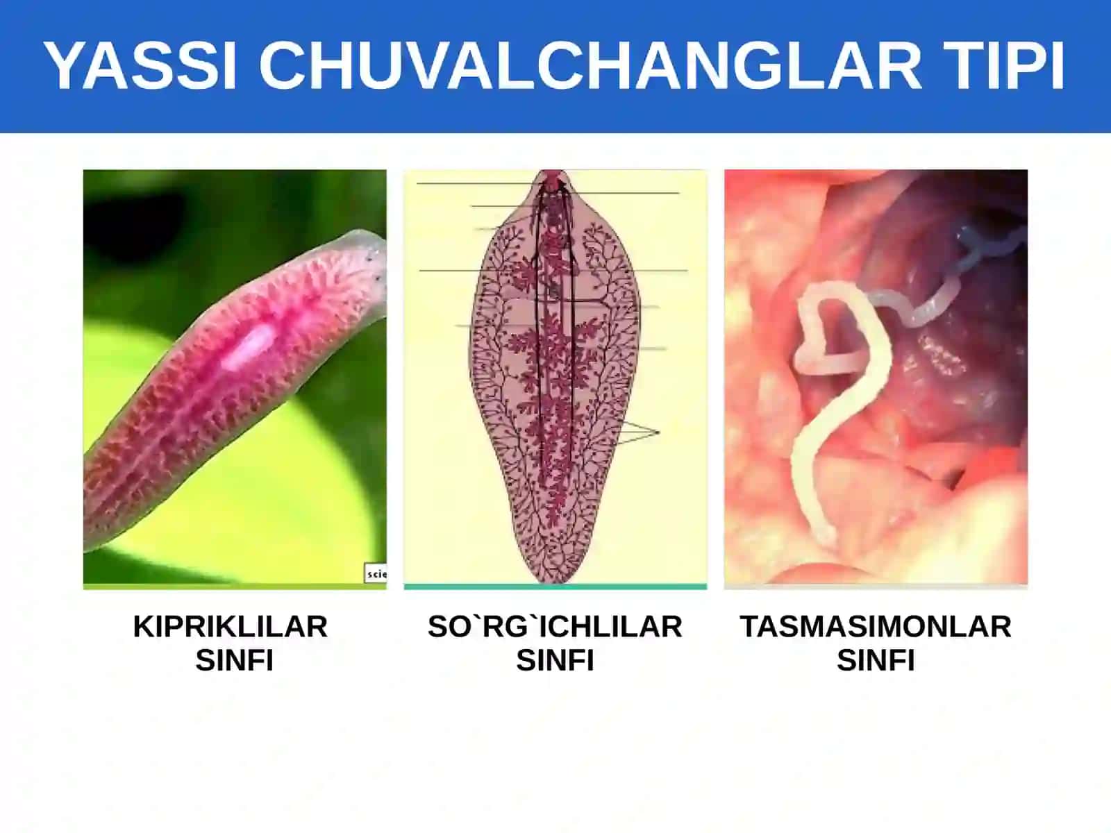 Yassi chuvalchanglar tipi. Kiprikli chuvalchanglar sinfi 3