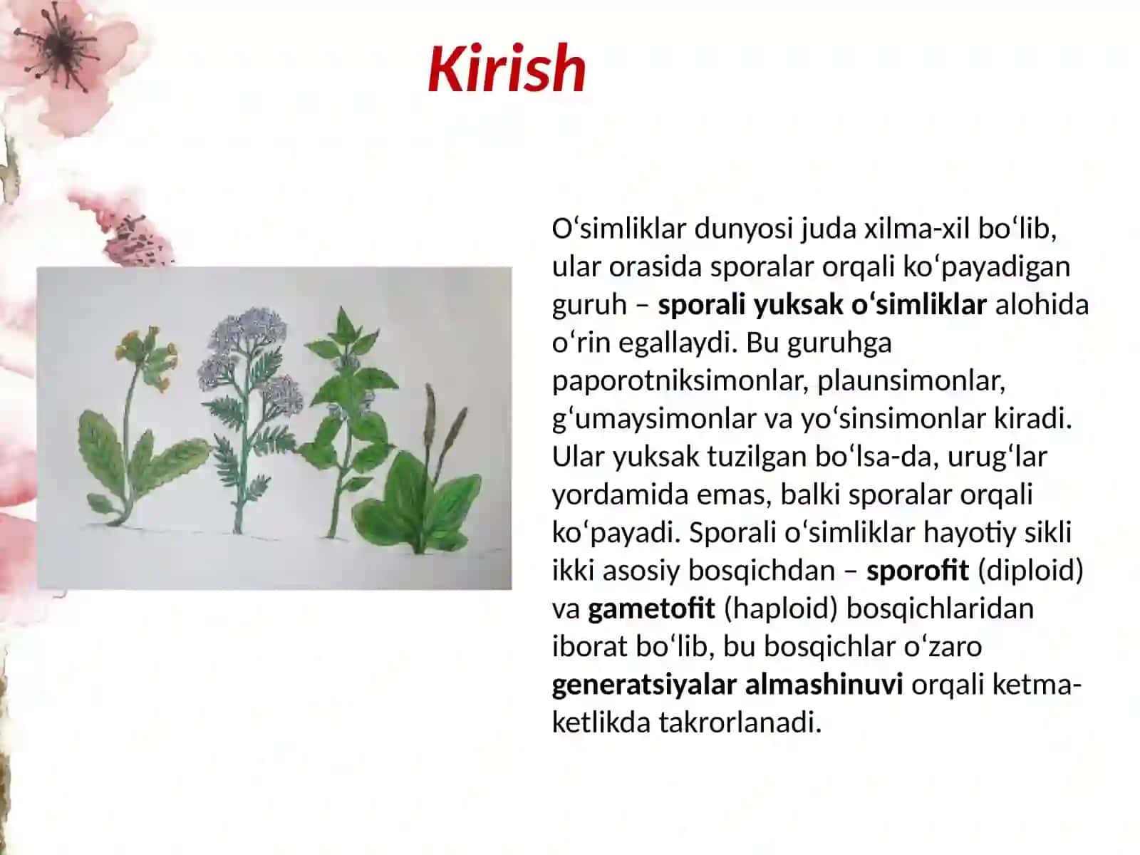 Sporali yuksak o'simliklar siklini tahlil qilish 3