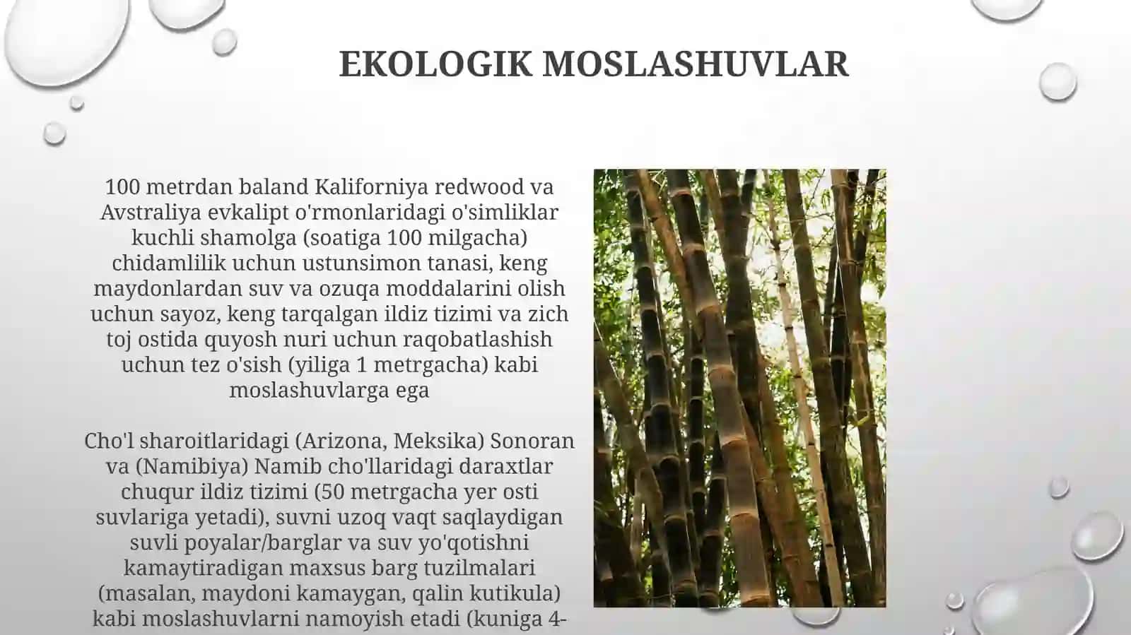 Yuksakosimliklar 3