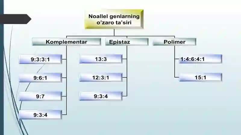 "Noallel genlarning o`zaro ta`siri" 3