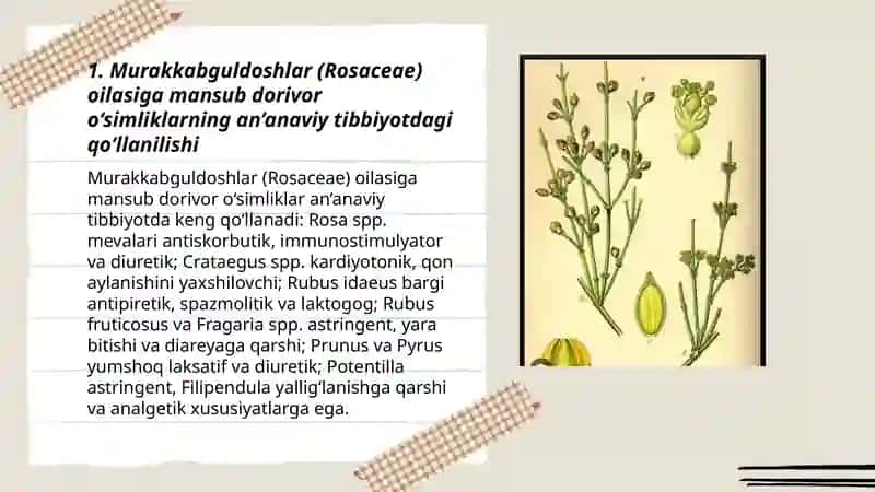 Murakkabguldoshlar va ziradoshlar oilalariga mansub dorivor o‘simliklar 3