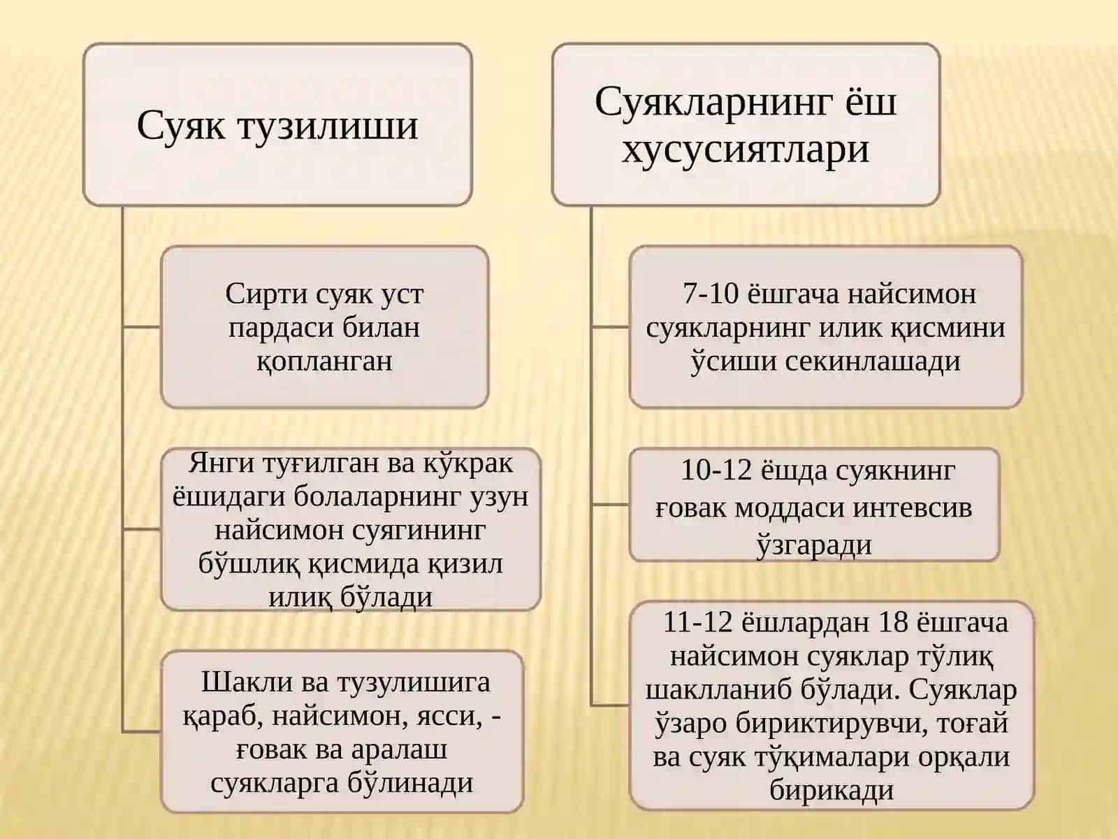 ТАЯНЧ – ҲАРАКАТ ТИЗИМИНИНГ ЁШ ХУСУСИЯТЛАРИ ВА ГИГИЕНАСИ 3