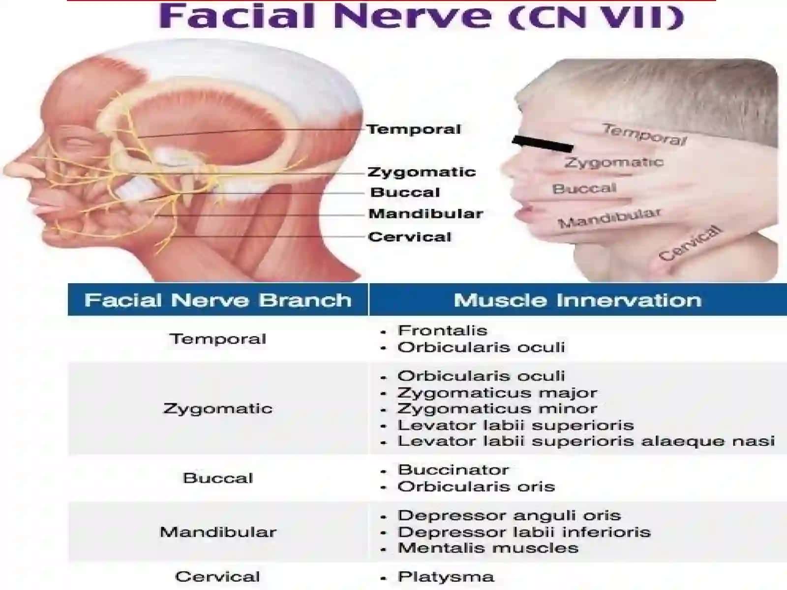 VII JUFT YUZ NERVI–n.facialis 3