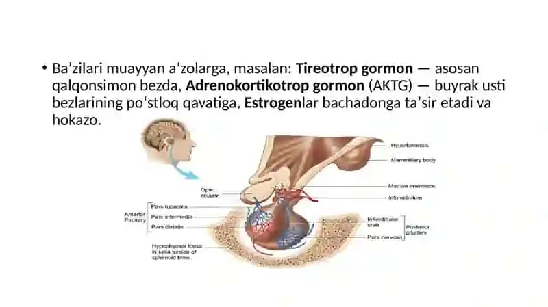 Gormonlarning nishon hujayralarga ta’sir mexanizmi 3