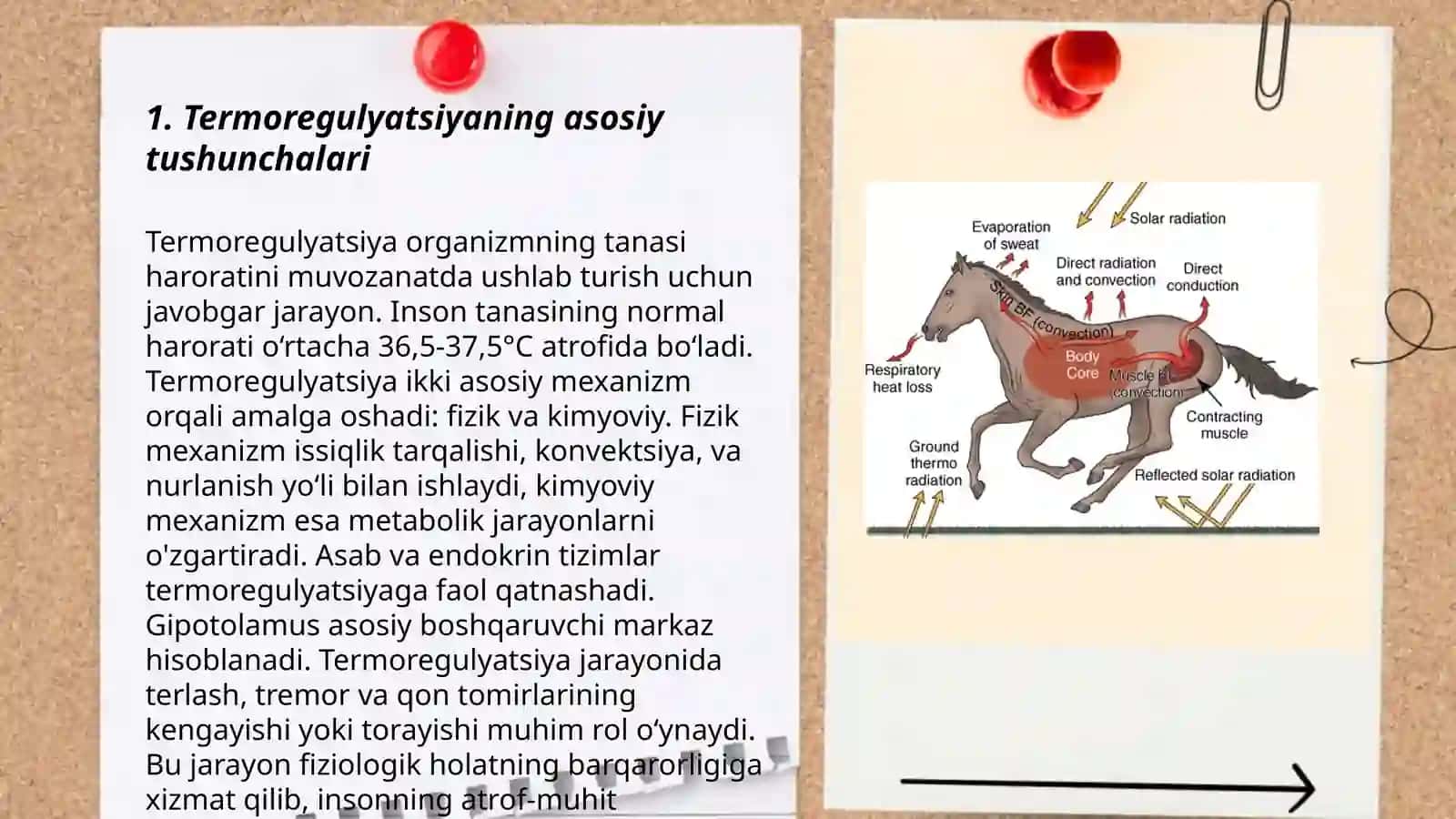 Termoregulyatsiya 3