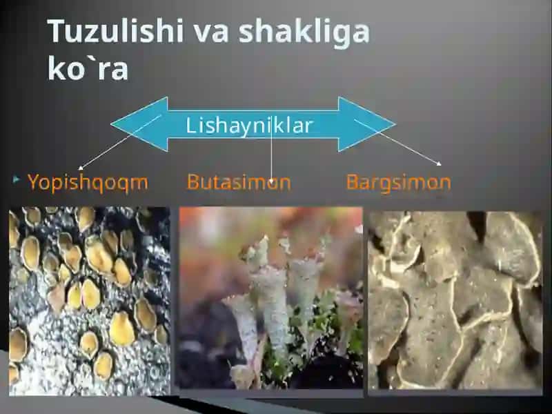 LISHAYNIKLARNING FOYDALI XUSUSIYATI VA AHAMIYATI 3
