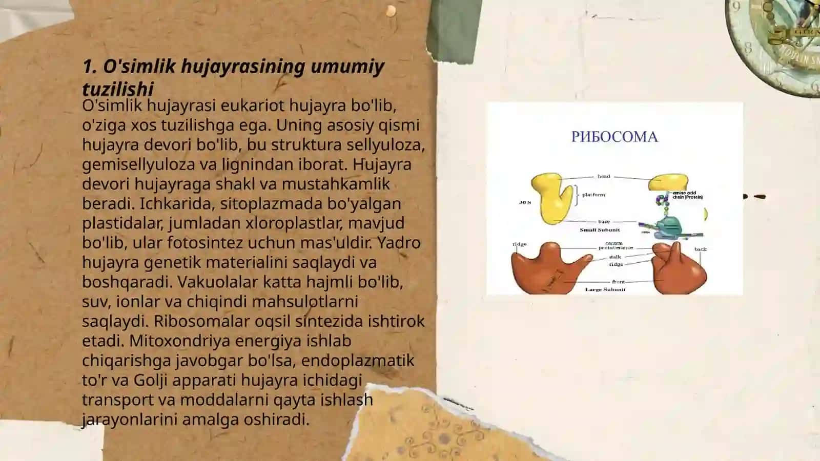 O'simlik hujayrasining tuzilishi va vazifasi 3