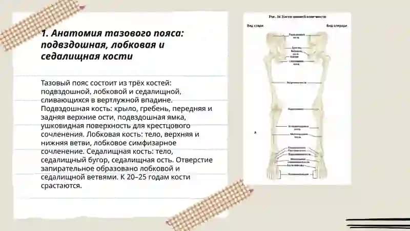 Тазовый пояс и свободные кости голени 3